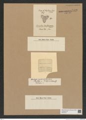 Diatomeae indet. Zeichnungen Sammlung Grunow Nr. 7578 (NHMW-BOT-W0376731)